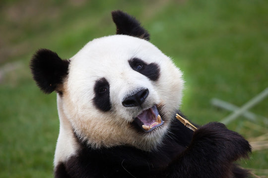 Fototapeta Giant panda (Ailuropoda melanoleuca).
