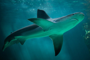 Sandbar shark (Carcharhinus plumbeus).