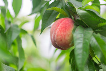 Fresh Peach tree