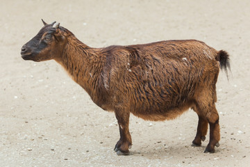 Fototapeta premium Domestic goat (Capra aegagrus hircus).