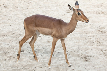 Impala (Aepyceros melampus).