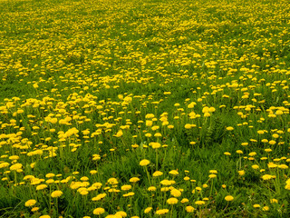 Hill with dandelions