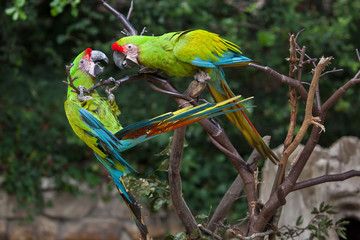 Great green macaw (Ara ambiguus)