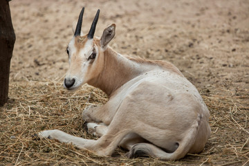Scimitar oryx (Oryx dammah)