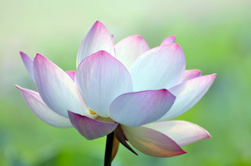 Blossom lotus flower