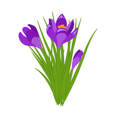 Three purple crocus blooming flowers isolated on white. Spring colorful plants with buds close up. Crocus flowers signs for greeting cards and invitations. Vector illustration in flat design.