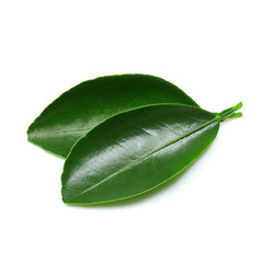 Fototapeta na wymiar Citrus leaves isolated