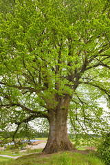 Große alte Linde