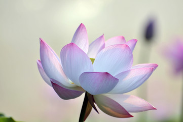 Blossom lotus flower