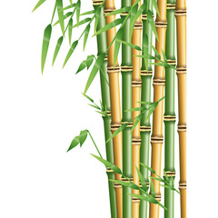 fresh bamboo leaves border, botanical zen forest, tropical spa decoration. vector illustration