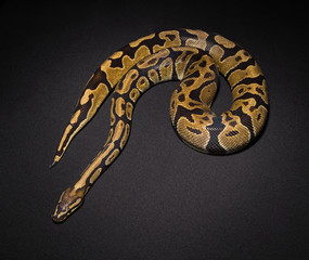 Photo of ball python