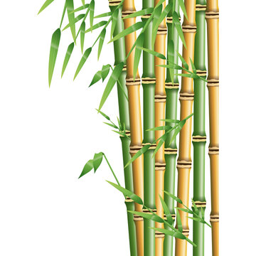 fresh bamboo leaves border, botanical zen forest, tropical spa decoration. vector illustration © Jemastock