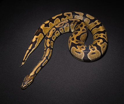 Photo of ball python