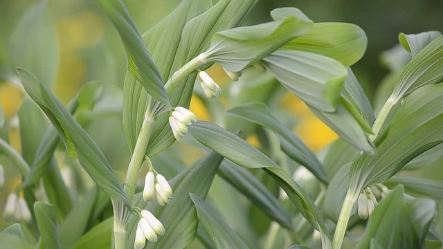 Blooming Solomon's seal in the nature