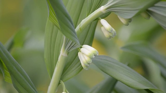 Blooming Solomon's seal in the nature