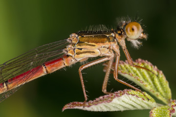 A beautiful close-up portrait of a beautiful damselfly