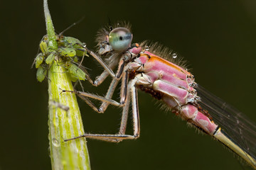 A beautiful close-up portrait of a beautiful damselfly