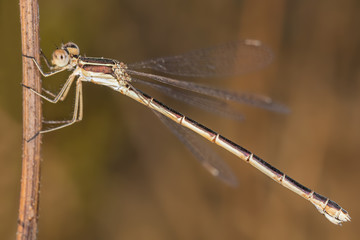 A beautiful close-up portrait of a beautiful damselfly