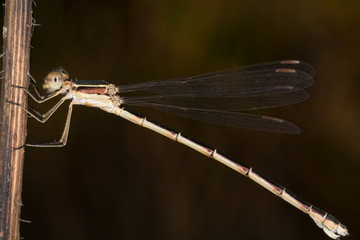 A beautiful close-up portrait of a beautiful damselfly