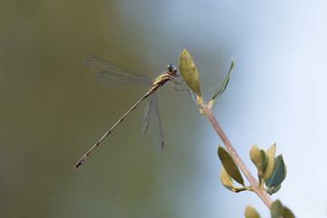A beautiful close-up portrait of a beautiful damselfly