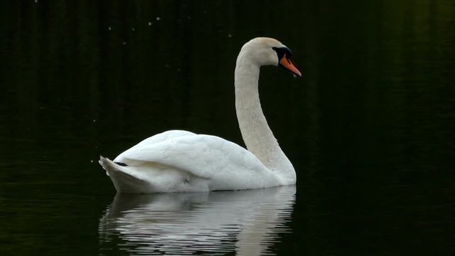 Mute swan swimming in dark water