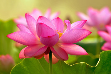Obraz premium Blossom lotus flower