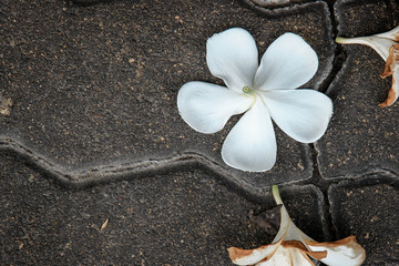 Close up plumeria falling on the cement floor.