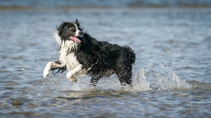 Border Collie Dog