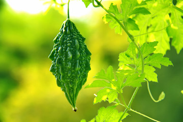 green momordica with leaf