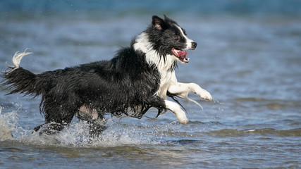 Border Collie Dog