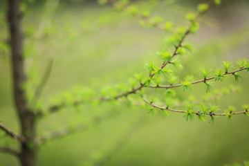 первая зелень на деревьях  © polukarovaanna