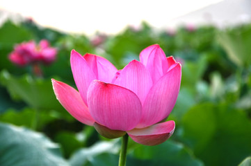 Obraz premium Blossom lotus flower