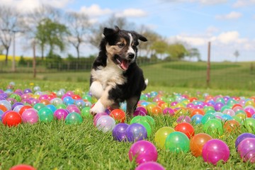 Border collie welpe hat spaß mit bunten bällen