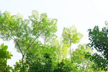 Leaves on white background