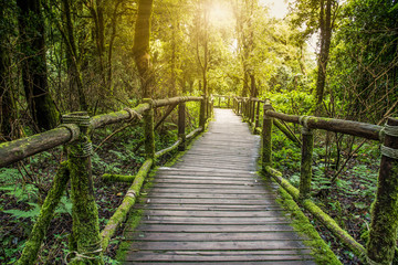 wooden walkway in rain forest at inthanon national park,Chiangmai province, Thailand
