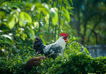 Beatyful rooster in the garden, Vietnam