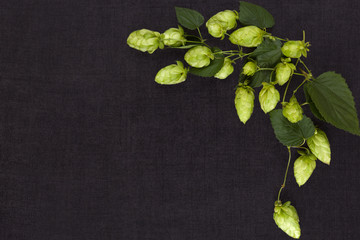 Hop plant on dark concrete background