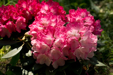 Fototapeta premium Flower Pink Rhododendron close-up