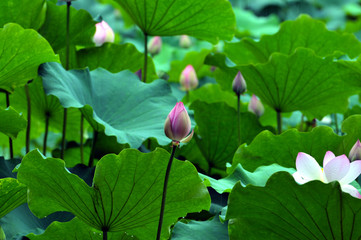 Blossom lotus flower