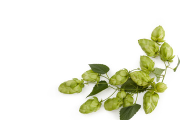Hop plant isolated on white background.