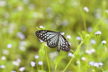 Butterflies live in gardens, beautifully patterned wings.