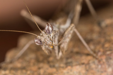 A close-up portrait of a mantis