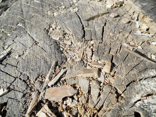 The picture shows the background texture wood closeup.Wood drawing consisting of surface tree...