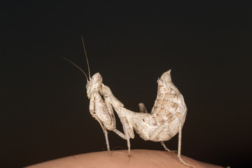 A close-up portrait of a mantis