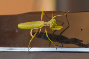 A close-up portrait of a mantis