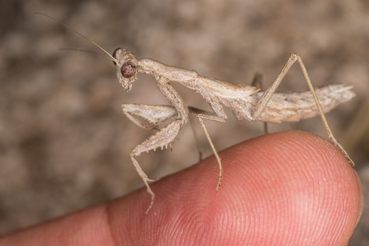 A close-up portrait of a mantis