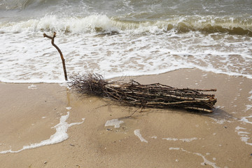 Strandgut an der Küste, Cuxhaven, Nordsee, Niedersachsen, Deutschland