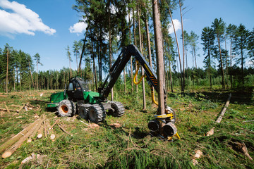 Forest cutting. Timber harvester. Forest cutting with the help of a harvester. Forest cutting with...