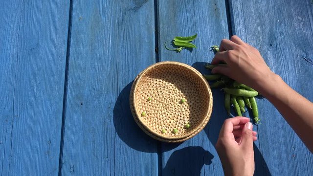 hands pod shell husk green pease in wicker dish on blue wooden table. 4K