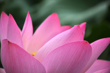 Blossom lotus flower
